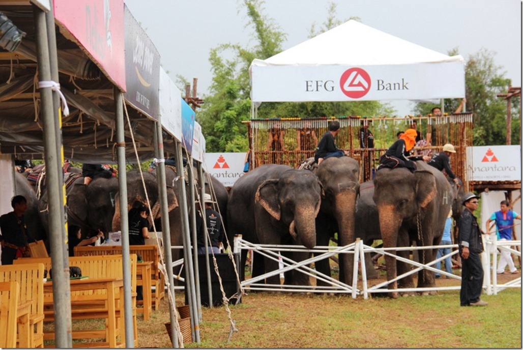 2012_09_06 Thailand Hua Hin Elephant Polo (3)